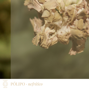polipo_nefritico